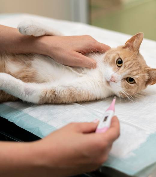 Veterina Nova Gradiska - Mačke