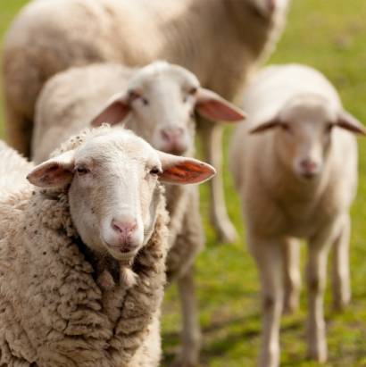 About-us-Sheep
